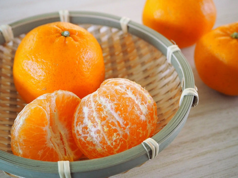 【樹上完熟】熟成ぽんかんお試し１ｋｇ 農薬不使用 自然栽培 愛媛県産