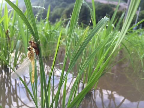 【R6年産】栽培期間中「農薬・化学肥料不使用」南魚沼産新之助　桑原農産のお米（精米）５ｋｇ