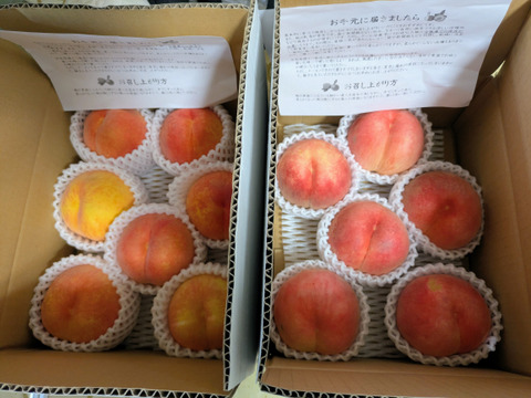 2セット分黄桃約2キロ2箱＋白桃約2キロ2箱　合計4箱分訳あり家庭用  農薬半減栽培
