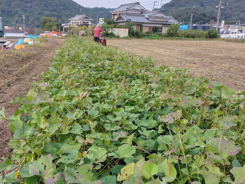 【訳ありＢ品】熟成不要のさつま芋「あまはづき5kg」（虫害・割れ・キズあり、小～中サイズ、栽培期間中農薬・肥料不使用）