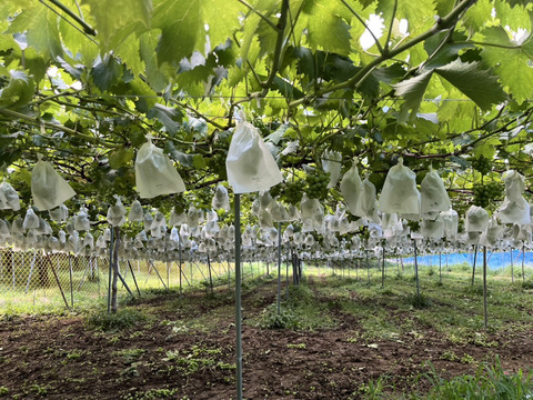 太陽さんさん露地栽培！味に自信あり！ジューシー！あま〜い！紀州有田巨峰村の種あり藤稔（ふじみのり）２kg(５～６房)