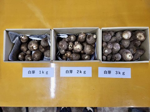 農薬・化学肥料不使用　里芋（白芽）１kg