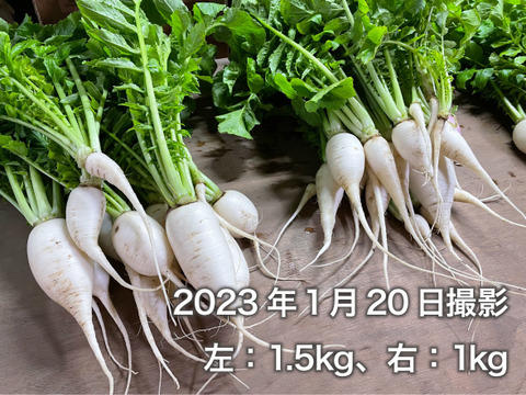 【無肥料・栽培期間中農薬不使用】柔らかく旨みもある葉大根1.5kg（打木源助大根の間引き菜）
