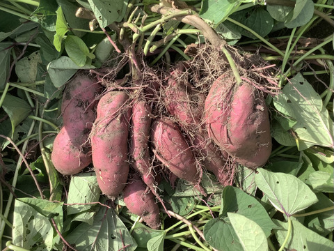 🍠さつまいも　紅あずま🍠　２kg❗️