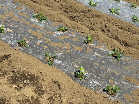 【所沢ブランド特産品認定】所沢ピーナッツクリーミー　110ｇ×2個