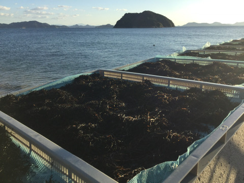 【押し生産者選んでくれてありがとう　すぐ発送　限定福袋第３弾】２０g５０袋送料アップの無いのは食べチョクだけ値引きなし鉄釜炊きサラダで食べられるひじきが１０％以上も割引に【日付指定あり】土日発送なし