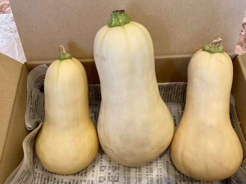 ★栽培期間中農薬肥料不使用！！★ねっとりと甘い！！【バターナッツかぼちゃ】約1.6キロ