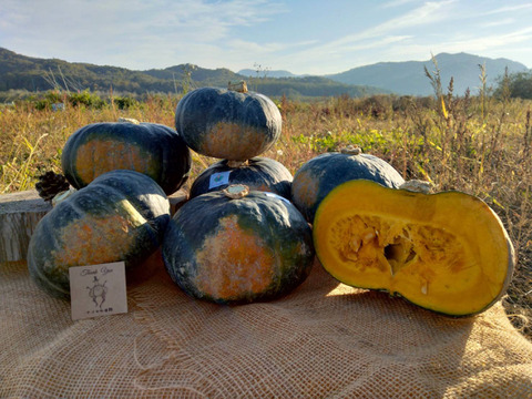 かぼちゃ食べ比べ！10kg ブラックのジョー、プッチーニ、栗っぷち白い坊ちゃん、赤い坊ちゃん10kgおまかせセット
上記いずれか4品種が入っています