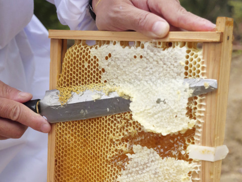 ギフト専用ハチミツ『天使のしずく』250g×2p