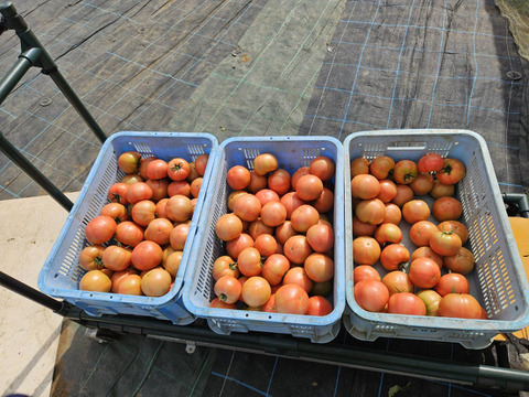 おいしさと環境配慮のハーモニ―『The夏秋とまと』(夏/赤-ピンク/A品/4キロ前後)