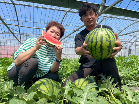 種ごと食べれるスイカ誕生！『ぷちっと』（1玉：約4人分）