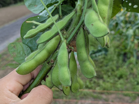 【美味しい野菜をお届けします】　季節の野菜セット『採れTakara☆彡』11品前後