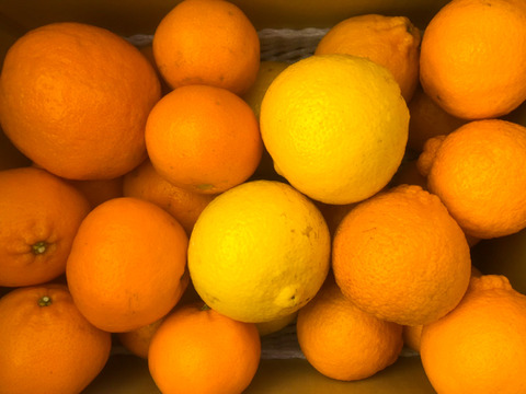 旬の柑橘で味比べ！柑橘セット【5kg箱】