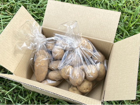 訳ありお買い得◎甘みとろける！越冬熟成ジャガイモ『きたあかり』5kg◎農薬・化学肥料不使用