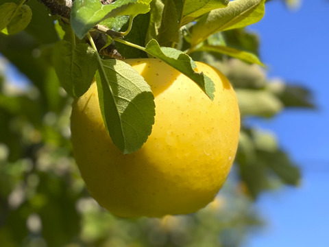 【2026年予約】『シナノゴールド』 家庭用　食感パリッとジューシーなりんご！5kg