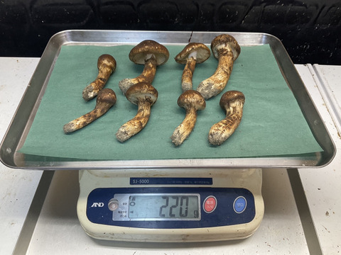 【秋の味覚の王様】松茸詰め合わせ/220g【格安限定！】