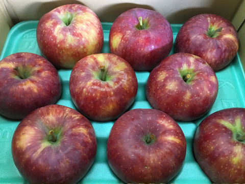 売り切れ　シナノリップ 贈答品（7~10玉）✨最新品種8月お届けの夏りんご！