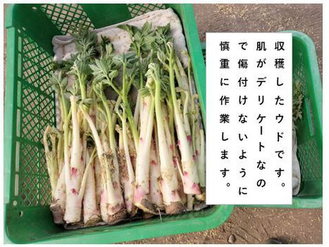 【秋田県比内産】北国の春！採れたてウド２本（約400g）と野菜のセット