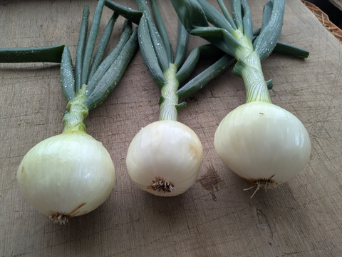 【栽培期間中農薬不使用】〜超極早生・浜笑〜春の葉付き玉ねぎ2キロ