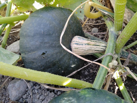 追熟3か月！濃厚な甘さ！ブラックのジョー10kg：北海道産の