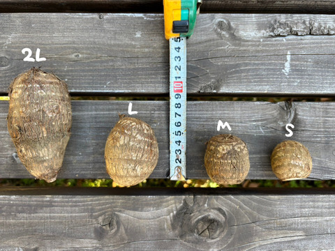 L）独特のぬめりとねばり！！さといもLサイズ（7Kg）：埼玉