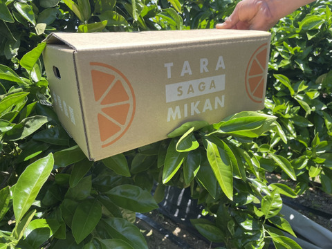 果汁たっぷり！！もりもり食べてみらんね太良みかん
8㎏（2sサイズが約112個）