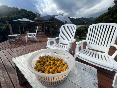食べごろ！世界自然遺産『屋久島』のキンカン1.5kg