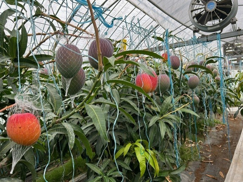 南国鹿児島産　完熟アップルマンゴー（約500g）＆　生ライチ（6個）　お試しセット