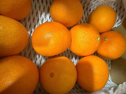 【紅プリンセスと同品種】プリンセス（甘平とまどんなの新品種）２ｋｇ