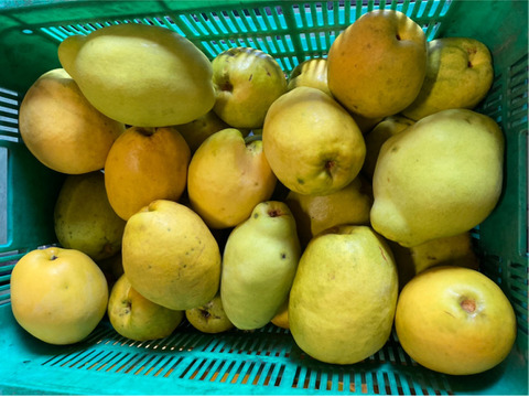 奈良吉野 本かりん 約3kｇ かりんシロップ作りなどに 奈良県産 食べチョク 農家 漁師の産直ネット通販 旬の食材を生産者直送