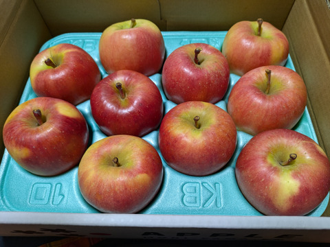 【サービス品@1280〜】毒リンゴ(葉挿しっ子) サービス品@1280〜】毒リンゴ(葉挿しっ子)