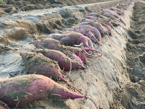 ねっとり食感と濃厚な甘さ！紅はるか冷凍焼き芋(訳あり)3kg