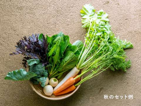 【農薬・化学肥料不使用】 FIO野菜セット 7〜8品目（Mサイズ）