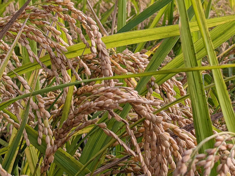 ★農薬・肥料不使用！ 自然栽培米　玄米5kg　令和７年度熊本県産　森のくまさん　※精米承ります（分づき米にも対応）★