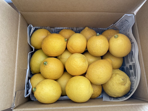 防腐剤、ワックス不使用　皮ごと使用激安広島県産レモン 訳あり品 2ｋg(約20個入)