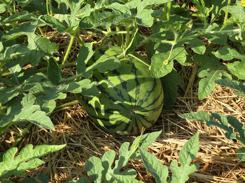 【 訳あり  キズ、色ムラ、変形、虫食いあり】タネから育てた 農薬化学肥料を一切使っていない 小玉 スイカ 2.4~3.0ｋｇ ｘ １個