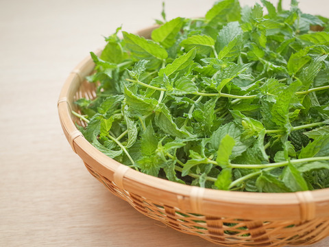 採れたて！新鮮ペパーミント 100g 【農薬化学肥料不使用】
