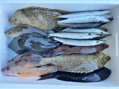 獲れ次第発送！徳島宍喰産！新鮮な旬の鮮魚BOX‼️約3kg