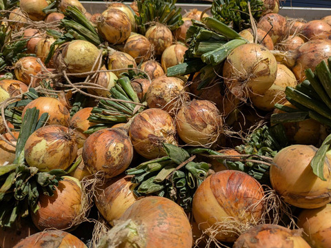 信州・甘～い！玉ねぎ（15㎏）　農薬化学肥料不使用