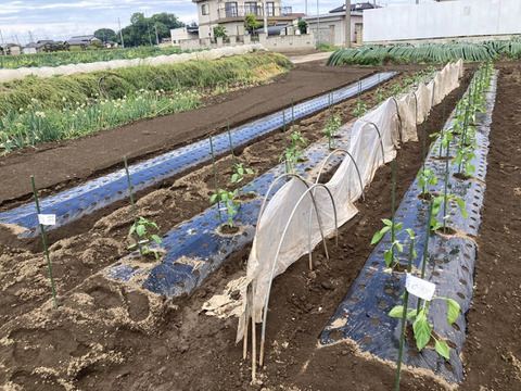 【予約販売】夏野菜おまかせセット｜ナス・キュウリ・トマトなど｜栽培期間中農薬・除草剤不使用