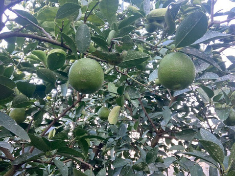爽やかな香りで果汁たっぷり！ライム　1㎏　静岡県より産地直送