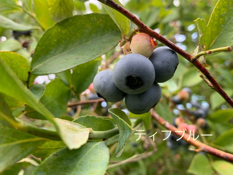 まじりっけなし！自然栽培『生ブルーベリー２種セット』５００ｇ