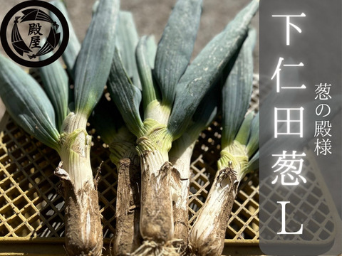 殿様も愛した「下仁田葱」Lサイズ12本