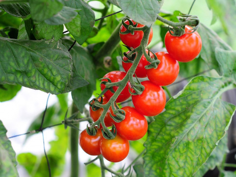 【受注収穫】四万十清流野菜 詰め合わせセット５～６品 農薬不使用 自然栽培 四万十産