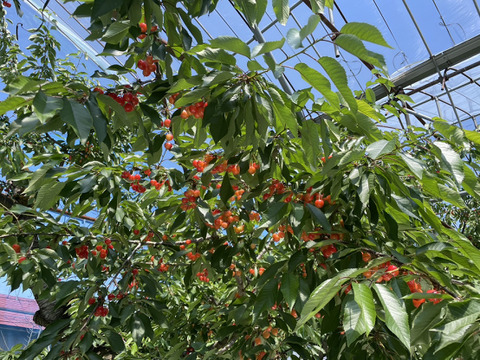 ★山形さくらんぼの産地東根市より初夏の味わい★～朝摘み～のもぎたて★さくらんぼ★佐藤錦★　ご家庭用　約１ｋｇ　ご家族でいかがですか？