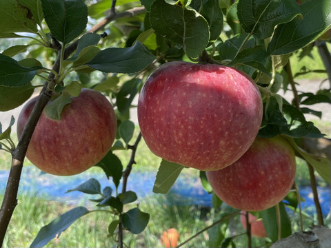 希少価値の高い夏りんご【シナノリップ】５㎏
R-k5
