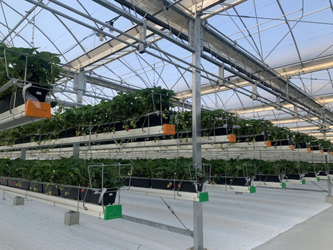 🍓イチゴ🍓家庭用🍓福岡県産🍓  空中で真っ赤に実る🍓
【あまおういちご 1080g】 180g×6pc