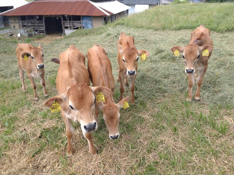 自然放牧ジャージー牛乳　グラスフェッドミルク　ノンホモ低温殺菌牛乳　春から秋の季節限定品　二本松牧場のやさしい牛乳　800ml×2本セット　お中元対応可