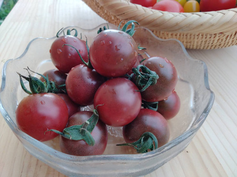 アントシアニン豊富！トスカーナバイオレット1kg