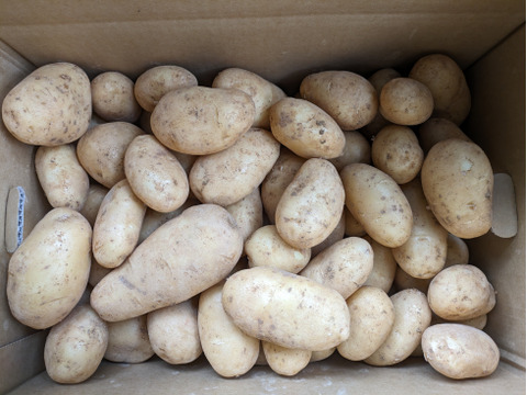 沖永良部島産新じゃがいも　8キロ